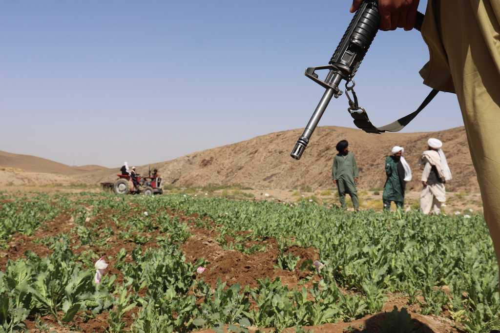 UN reports a sharp rise in Afghanistan poppy cultivation despite a Taliban ban — WISN 12 Milwaukee