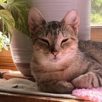 Milwaukee Record Cat Of The Week: Princess — Hartland Business news